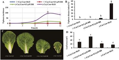 Exogenous brassinosteroids alleviate calcium deficiency-induced tip-burn by maintaining cell wall structural stability and higher photosynthesis in mini Chinese Cabbage